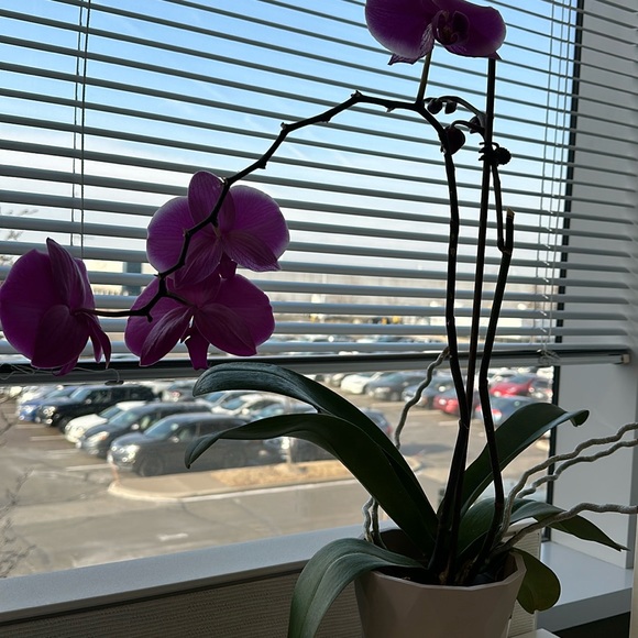 Meet your Posher, Adriana - Picture 1 of 1